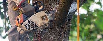 Best Tree Preservation Services  in Bowling Green, KY