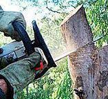 Best Tree Trimming and Pruning  in Bowling Green, KY