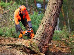 Best Arborist Consultation Services  in Bowling Green, KY