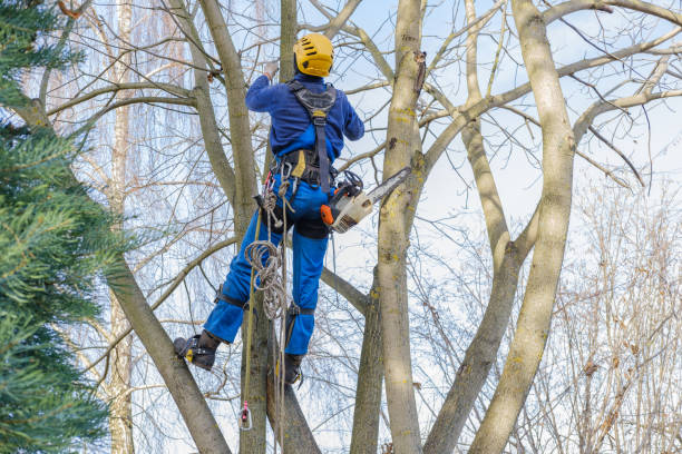 Best Storm Damage Tree Cleanup  in Bowling Green, KY