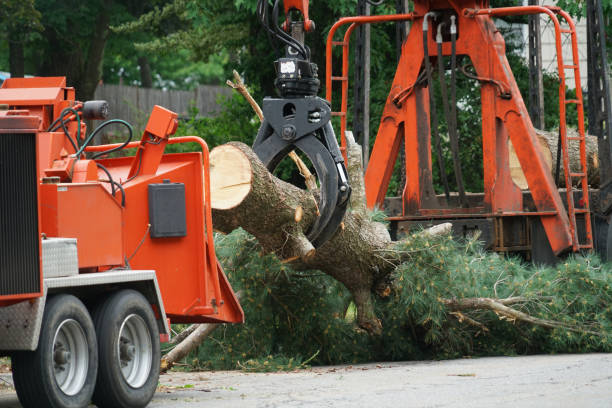 Best Tree Mulching  in Bowling Green, KY