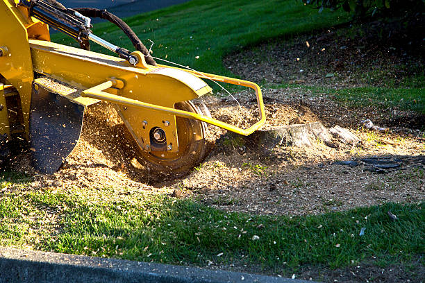 Best Landscape Design and Installation  in Bowling Green, KY