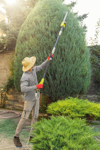 Best Lawn Maintenance Plans  in Bowling Green, KY