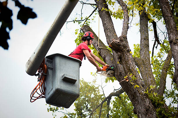 Best Leaf Removal  in Bowling Green, KY